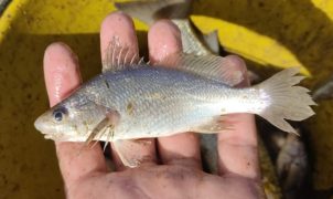 Estudo registra taxa recorde de deformações em peixes no litoral norte do Espírito Santo