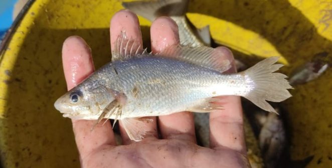 Estudo registra taxa recorde de deformações em peixes no litoral norte do Espírito Santo
