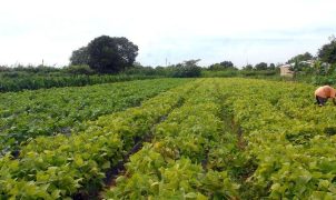 Iniciativa da Grande Muralha Verde restaura 1,66 milhão de hectares no Sahel