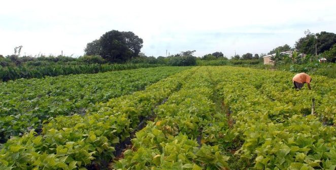 Iniciativa da Grande Muralha Verde restaura 1,66 milhão de hectares no Sahel