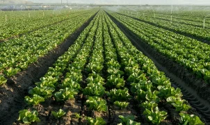 Lettuce farmers take hit amid outbreak that causes explosive diarrhea