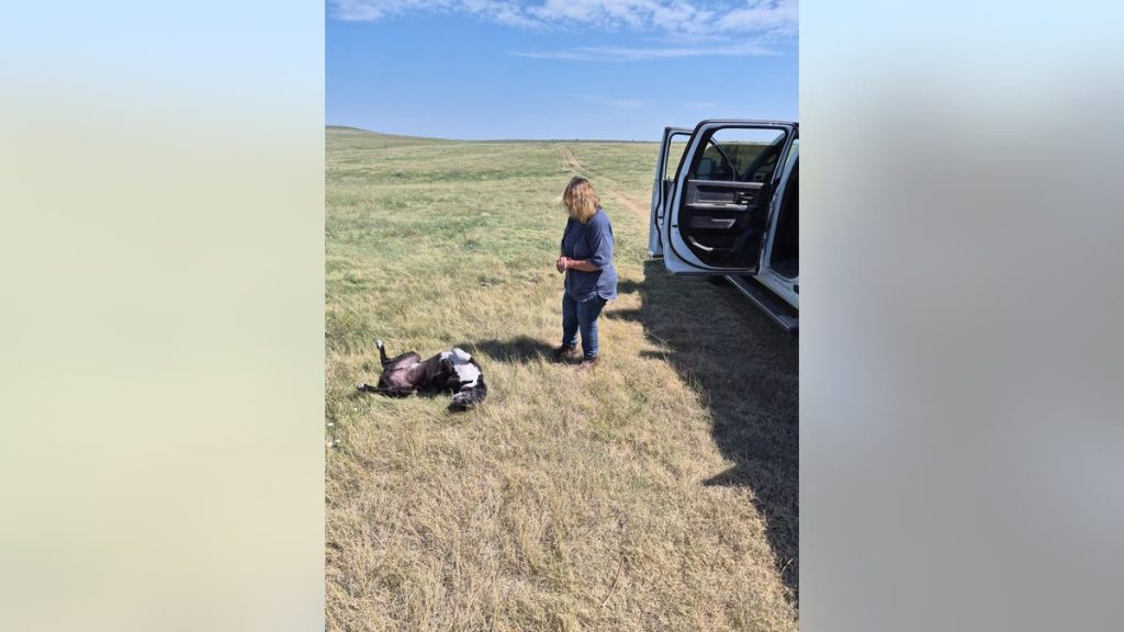 cattle dog lies on its back in a field while woman looks on