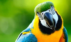 Rogue parrot attacks players during Brazilian U-15 soccer game, then comes back and does it again
