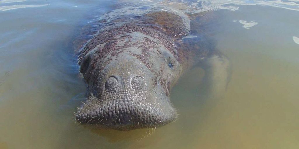 Justiça determina proteção emergencial para peixe-boi Astro após colisões com embarcações