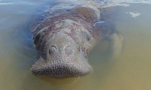 Justiça determina proteção emergencial para peixe-boi Astro após colisões com embarcações
