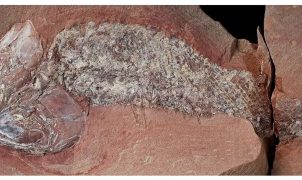Fóssil de peixe pré-histórico de 254 milhões de anos é descoberto em Mato Grosso