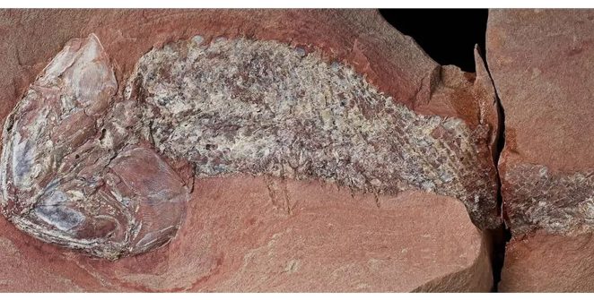 Fóssil de peixe pré-histórico de 254 milhões de anos é descoberto em Mato Grosso