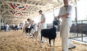 North Carolina issues rabies warning after petting zoo goats test positive