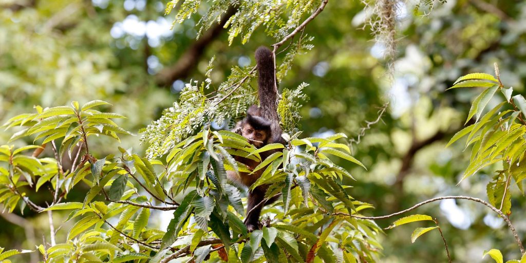 Coletivo lança carta-compromisso para candidatos em 2026 em defesa dos direitos da natureza