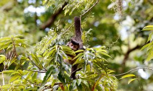 Coletivo lança carta-compromisso para candidatos em 2026 em defesa dos direitos da natureza