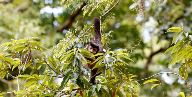 Coletivo lança carta-compromisso para candidatos em 2026 em defesa dos direitos da natureza