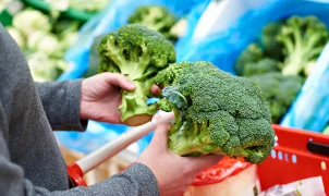 California drought could impact nation's broccoli supply, Cornell study finds