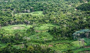 Indígenas e cientistas unem saberes para inventariar espécies na Terra Indígena Panará