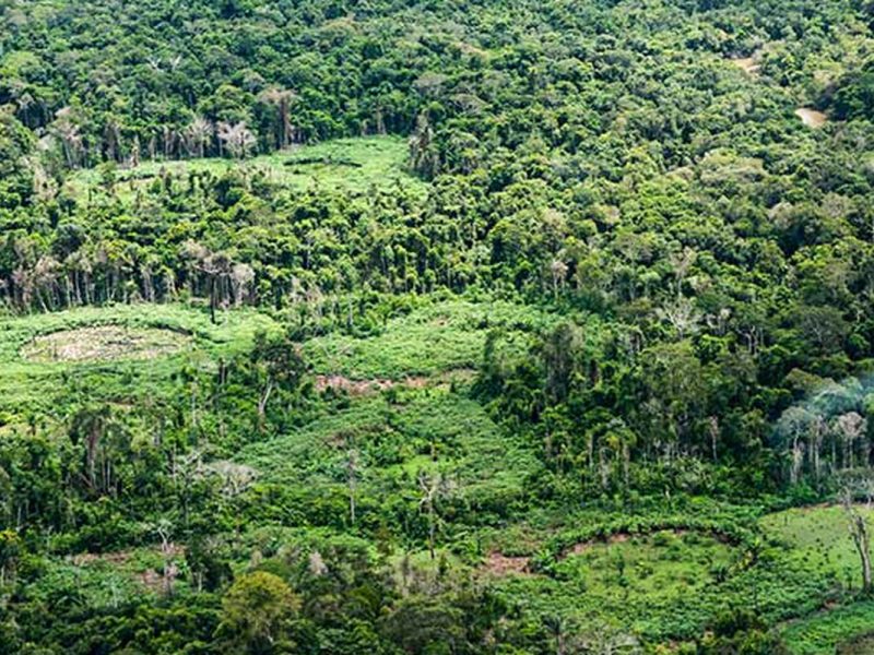 Indígenas e cientistas unem saberes para inventariar espécies na Terra Indígena Panará