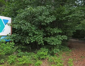8-year-old boy killed by falling tree at Massachusetts YMCA camp