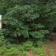 8-year-old boy killed by falling tree at Massachusetts YMCA camp