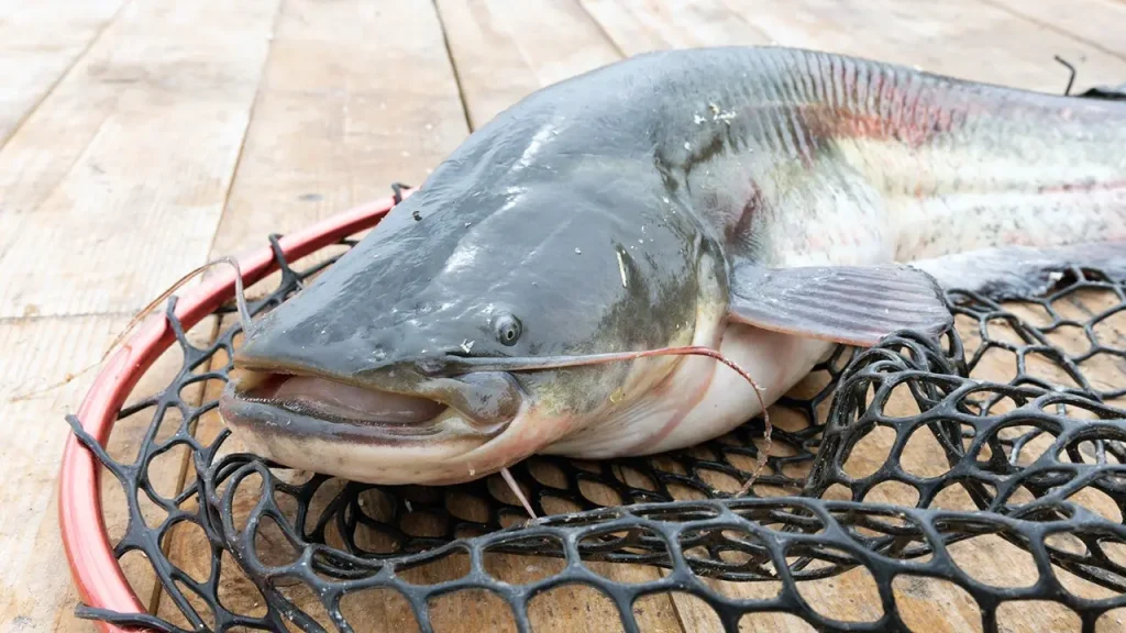 Pescador de West Virginia captura bagre-azul recorde de 72,75 libras no rio Ohio