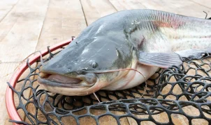 West Virginia angler lands 72.75-pound blue catfish to set new state record on the Ohio River