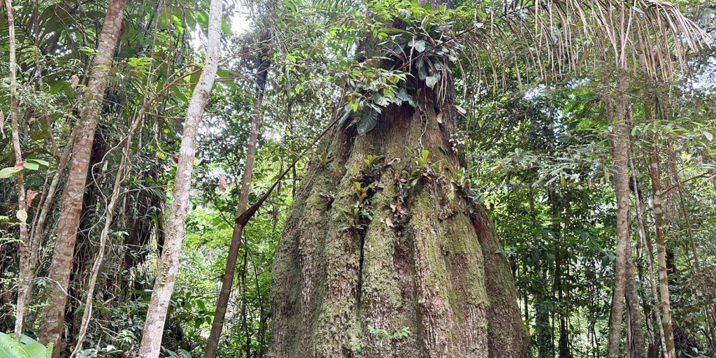 Amazonas ganha quatro novas reservas de desenvolvimento sustentável no Dia da Amazônia