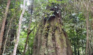 Amazonas ganha quatro novas reservas de desenvolvimento sustentável no Dia da Amazônia