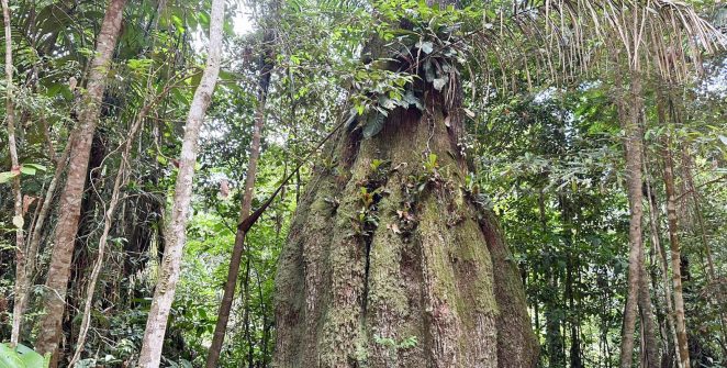 Amazonas ganha quatro novas reservas de desenvolvimento sustentável no Dia da Amazônia