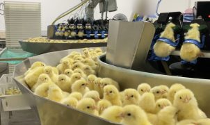 Investigação flagra descarte de pintinhos machos em incubatório no Sul do país