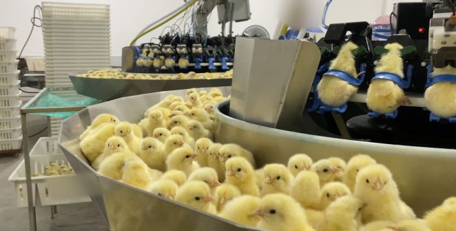 Investigação flagra descarte de pintinhos machos em incubatório no Sul do país
