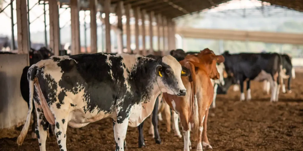 UE suspende importação de carnes do Brasil e pode afetar US$ 2 bi ao ano