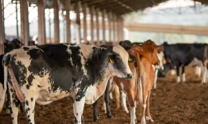 UE suspende importação de carnes do Brasil e pode afetar US$ 2 bi ao ano