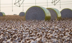 Criação de Boa Esperança do Norte muda ranking e Sapezal assume liderança da produção agrícola
