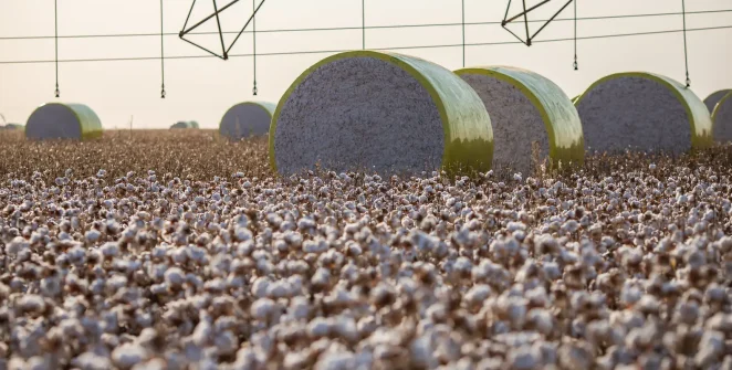 Criação de Boa Esperança do Norte muda ranking e Sapezal assume liderança da produção agrícola