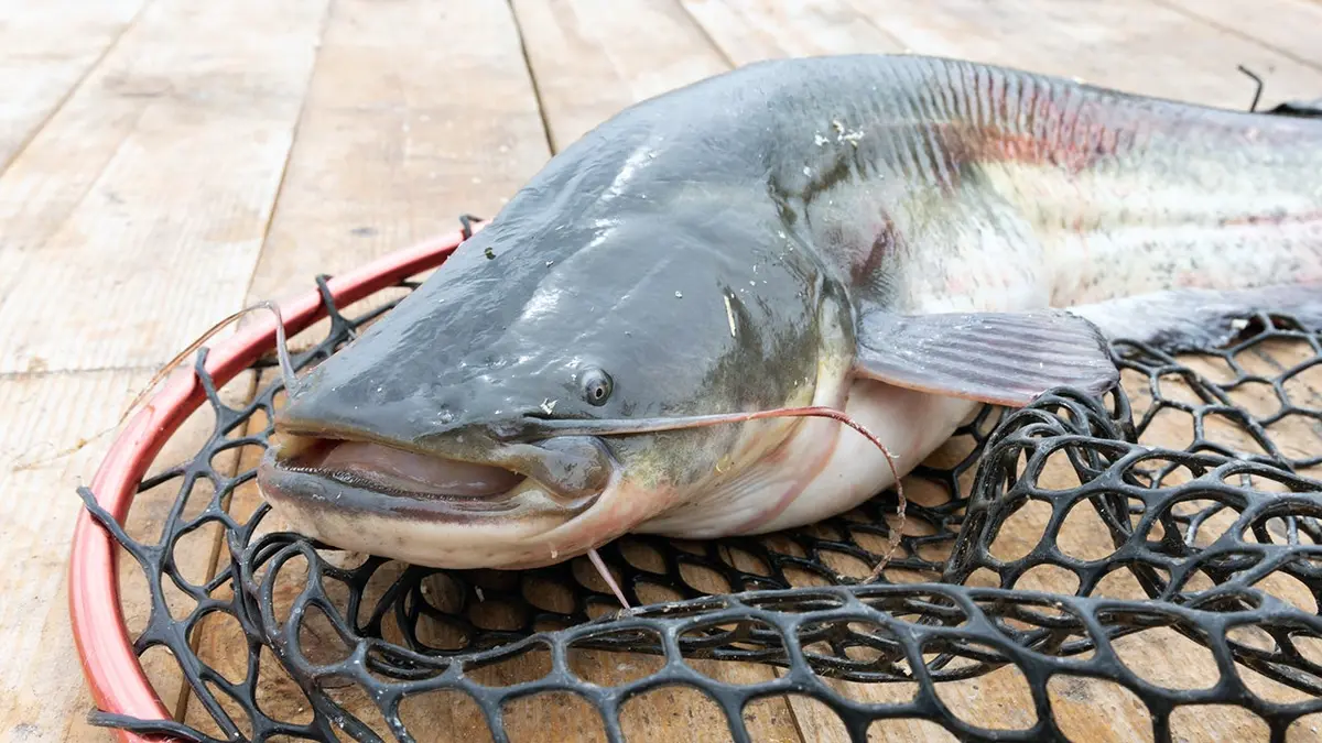 Catfish rests in a landing net on a wooden fishing deck.