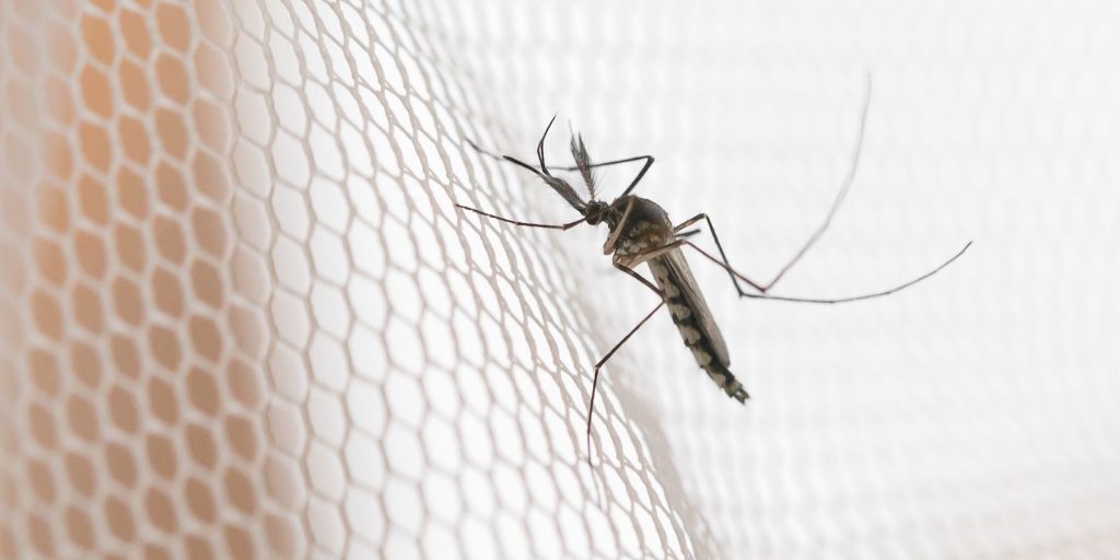 Dengue: noroeste paulista concentra maior incidência de casos em 2026