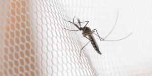 Dengue: noroeste paulista concentra maior incidência de casos em 2026