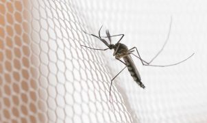 Dengue: noroeste paulista concentra maior incidência de casos em 2026