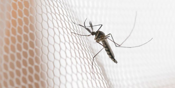 Dengue: noroeste paulista concentra maior incidência de casos em 2026