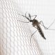 Dengue: noroeste paulista concentra maior incidência de casos em 2026