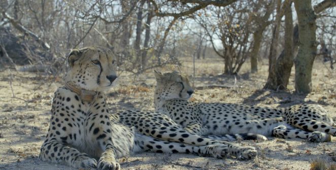 TV Brasil lança faixa de documentários sobre natureza selvagem no horário nobre