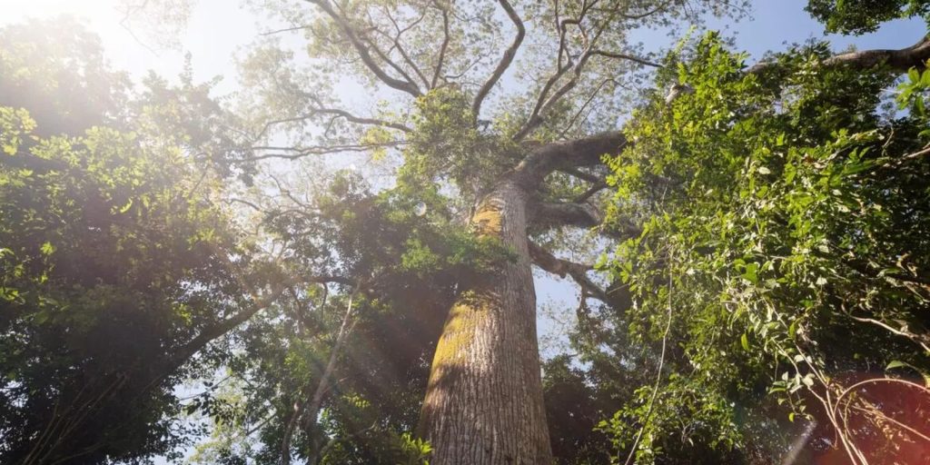 El Niño eleva temperatura e derruba chuvas em reserva da Amazônia, aponta monitoramento