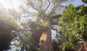 El Niño eleva temperatura e derruba chuvas em reserva da Amazônia, aponta monitoramento