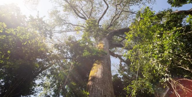 El Niño eleva temperatura e derruba chuvas em reserva da Amazônia, aponta monitoramento