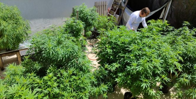 Feira em Fortaleza defende voto em políticas de drogas com justiça social