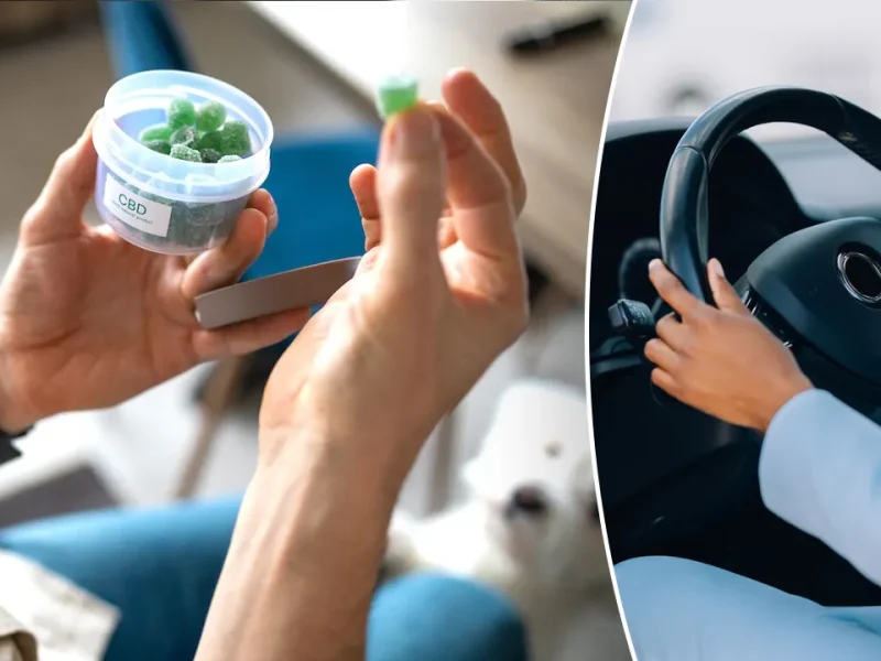 Cannabis edibles impair driving even when THC blood tests are low
