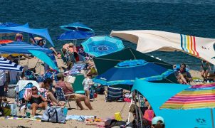 Cape Cod's great white sharks are turning the area into an ecotourism hub