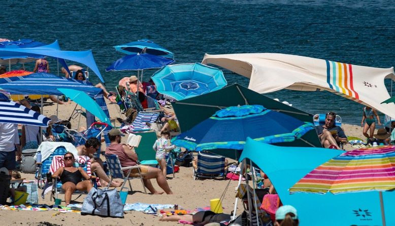 Cape Cod's great white sharks are turning the area into an ecotourism hub