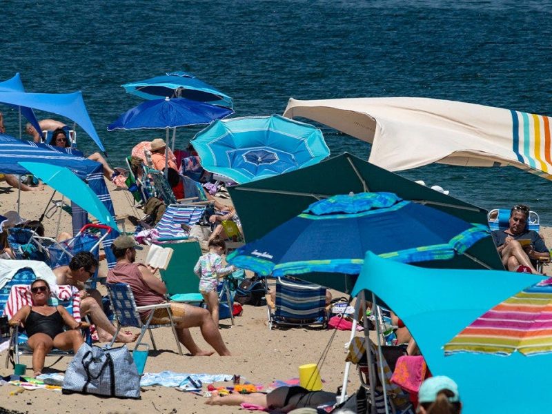 Cape Cod's great white sharks are turning the area into an ecotourism hub
