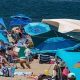 Cape Cod's great white sharks are turning the area into an ecotourism hub
