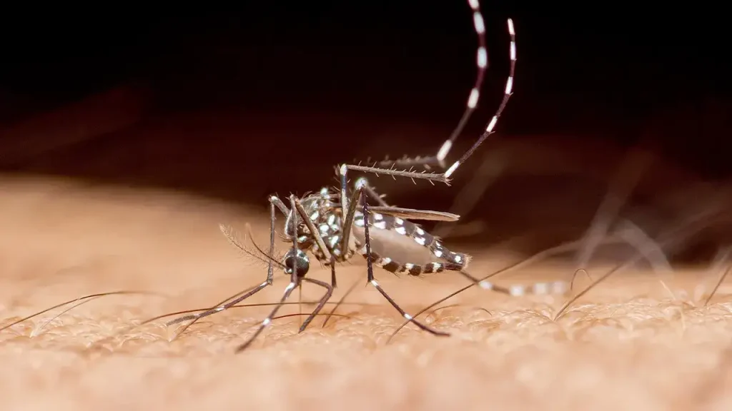 Flórida registra primeira morte por dengue em 2026 em meio a surto local no condado de Hillsborough