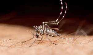 Florida records first dengue fever death of 2026 amid local outbreak