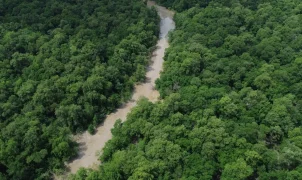 Dia da Amazônia abre contagem regressiva para eleições com campanha por votos ambientais